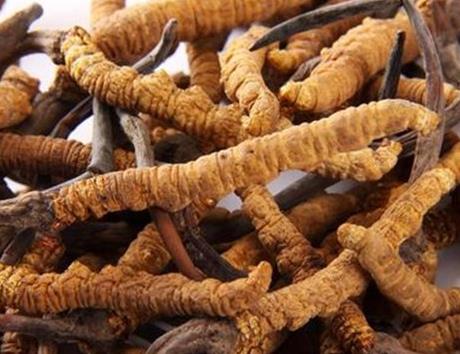 连山虫草回收多少钱一克