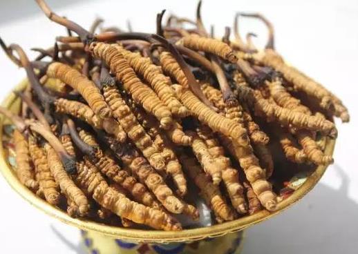 连山虫草回收市场价格如何