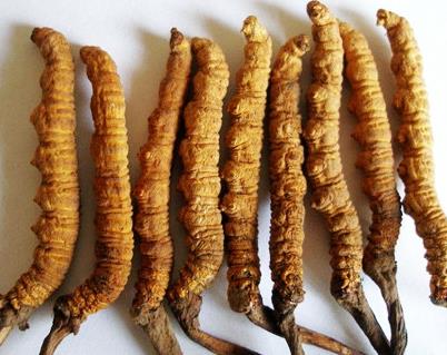 连山虫草回收价格行情多少钱