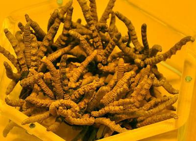 连山长期虫草回收商家报价一览