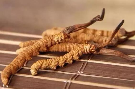 连南上门虫草回收价格