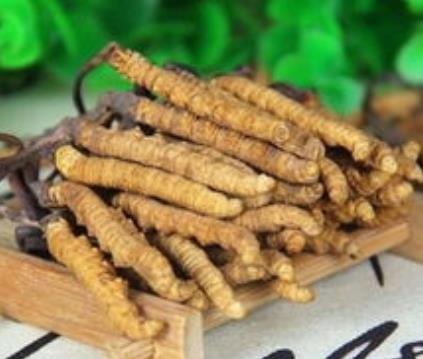 连州虫草回收市场价格多少