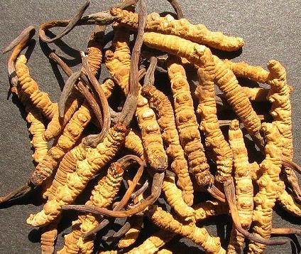 连州虫草回收什么价格