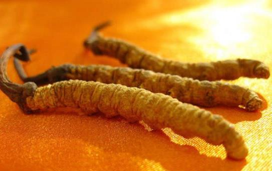 连州虫草回收市场行情