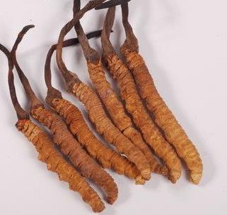 清远虫草回收市场价格多少钱