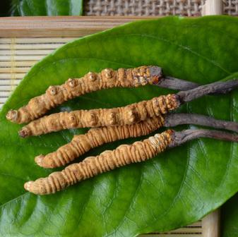 清远专业虫草回收商家报价