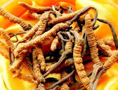 清远虫草回收价格一览