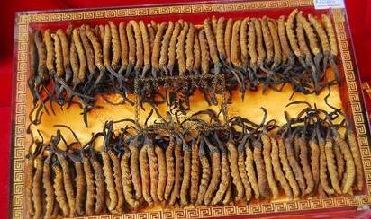 清远商家虫草回收价格