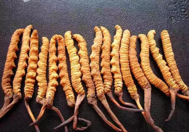 清远虫草回收多少钱一根