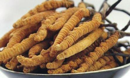 清远虫草回收多少钱一根