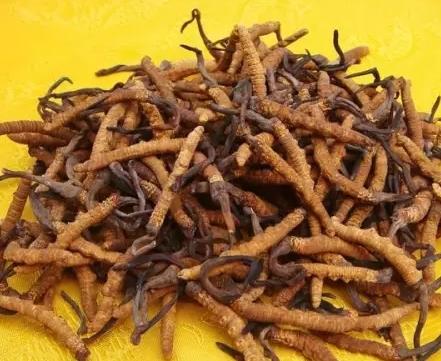 清远虫草回收市场价格多少