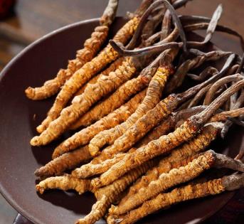 清远虫草回收一克多少钱