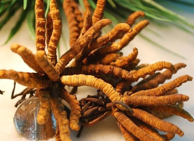 清远虫草回收商家提供上门服务