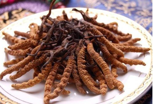 清远虫草回收价格一根多少钱