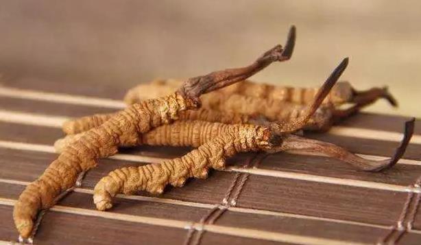 清远虫草回收价格什么价位