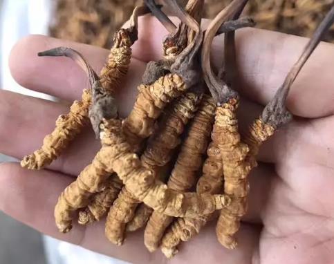清远长期虫草回收商家报价如何