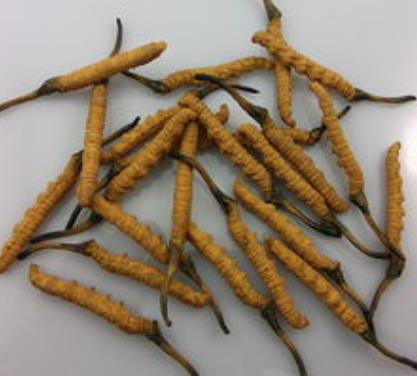 清远虫草回收商家专业报价