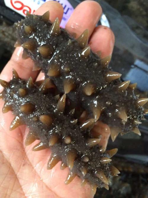 佛山海参回收价格