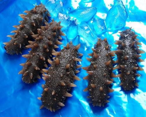 东莞海参回收店