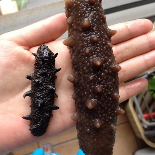 中山海参回收商家