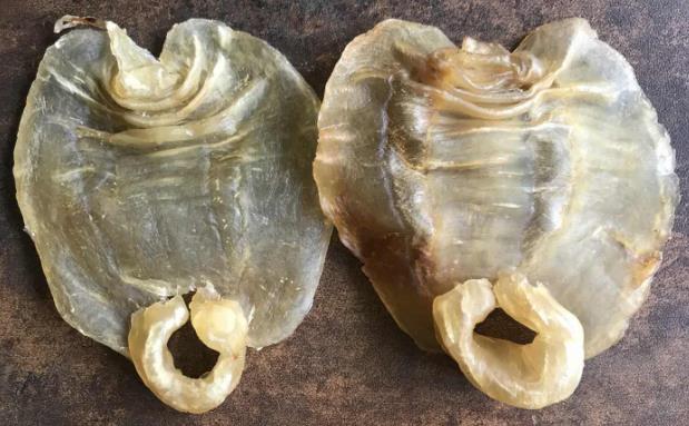 茶山鱼胶回收多少钱一斤