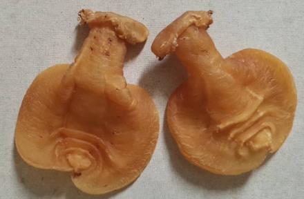 沙田专业鱼胶回收商家