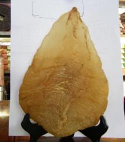 道滘鱼胶回收价格