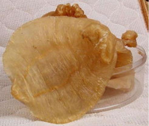 麻涌鱼胶回收商家报价