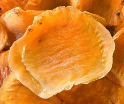 常平专业鱼胶回收