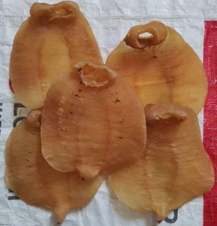 常平商家高价鱼胶回收