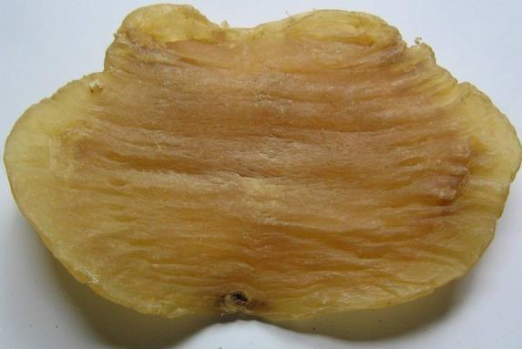 珠海商家上门鱼胶回收