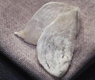 越秀燕窝回收价格多少钱