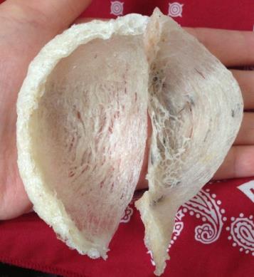 清新专业燕窝回收商家报价多少