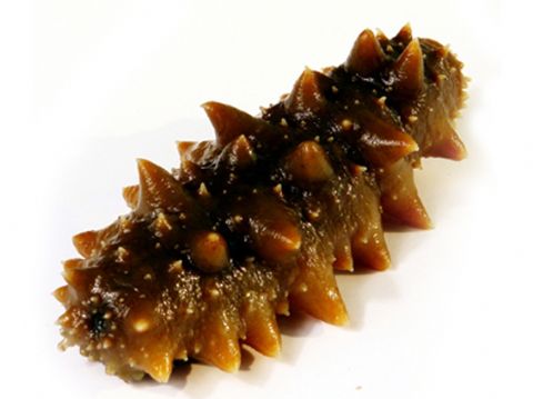 惠阳海参回收多少钱