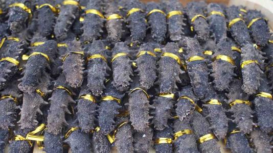 淡水海参回收-淡水回收海参价格