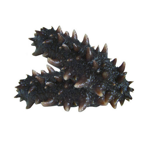 大亚湾海参回收-大亚湾上门回收海参