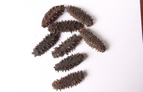 麻涌海参回收-麻涌回收海参商家