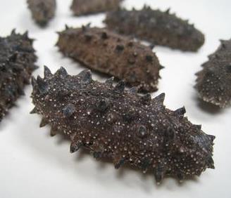 金湾专业海参回收商家报价