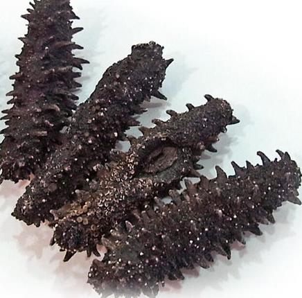 金湾海参回收商家在哪