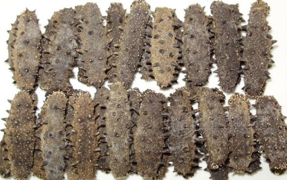 香洲高价海参回收行情