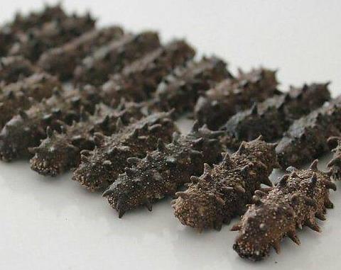 拱北高价海参回收行情