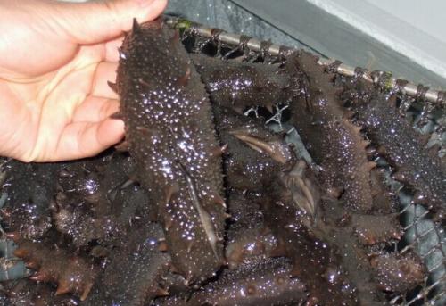 洪梅海参回收-洪梅上门回收海参