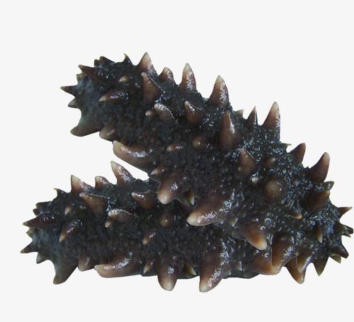 谢岗海参回收-谢岗长期回收各种海参