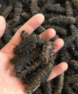 河源海参回收商家报价多少钱