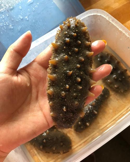 谢岗海参回收-谢岗哪里回收海参