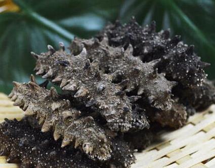 河源海参回收价格行情怎么样