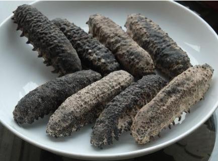 河源高价海参回收价格行情