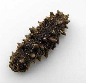 河源海参回收市场价格多少