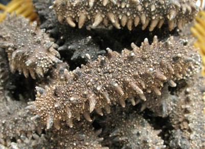 源城海参回收商家在哪