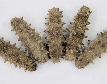 紫金长期海参回收价格